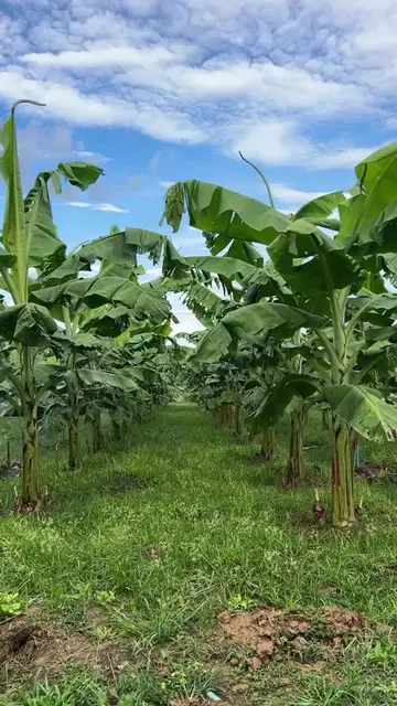 Thinking of profitable banana and plantain farming? Consider setting up a simple