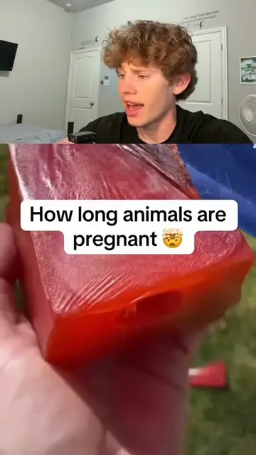 🐘 How Long Are Animals Pregnant? 🤯 Pregnancy can last very different amounts o