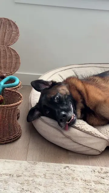 Booger #gsd #germanshepherd #puppy 