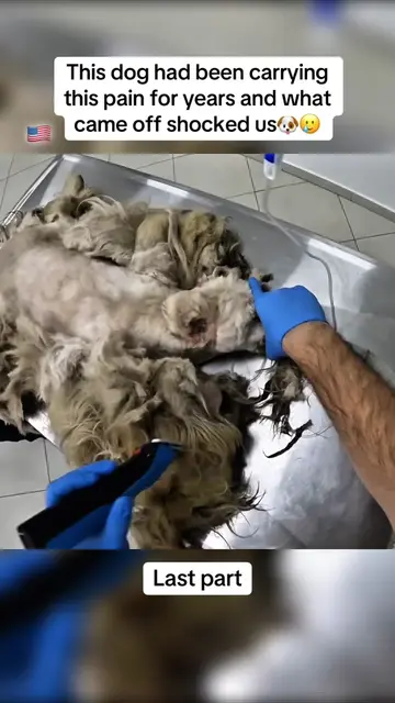 Imagine falling asleep carrying pounds of painful, tangled fur and waking up com