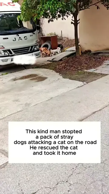 This kind man rescued a poor cat on the road . #rescue #animals #cat #catsoftikt