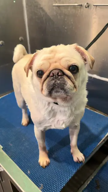 Honestly, I don’t know what to think…🤔  #pug #pugs #dogsoftiktok #doggrooming #