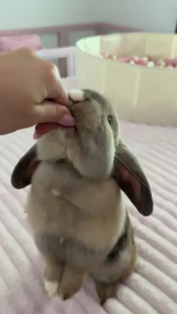 Does my rabbit truly prefer living alone… or have I just never given bonding a r