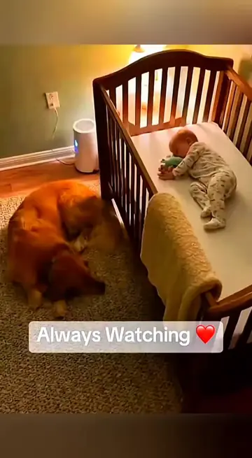 A dog protects a baby from danger. 😘 ❤️  #pet #cat #dog #cute #animals #foryou 