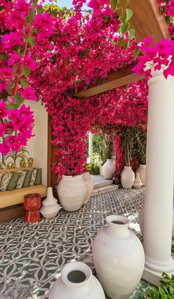 The garden is full of bougainvillea.#Home #gardening #flowers #bougainvillea #be