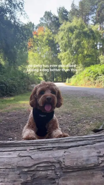 The perfect song 🤭🎵 #cavapoo #cutedog #dog #dogsoftiktok #foryoupage 
