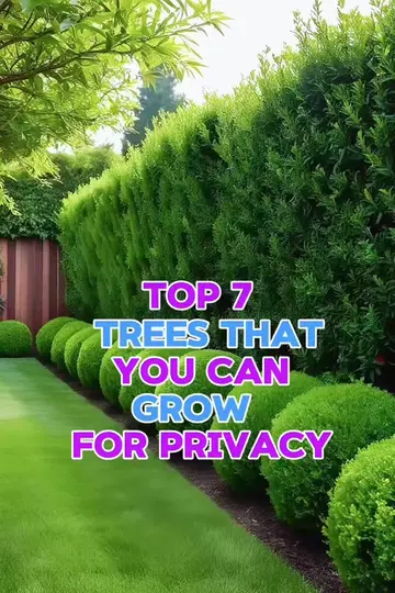 TOP 7 TREES YOU CAN GROW FOR PRIVACY 🌿🏡Want more privacy in your garden? 🌱 Th