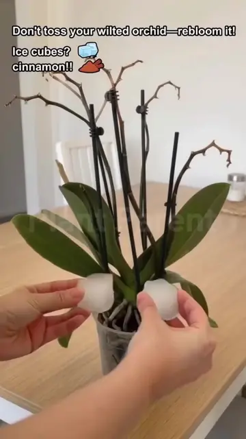 📚 Explore useful information about plants anytime