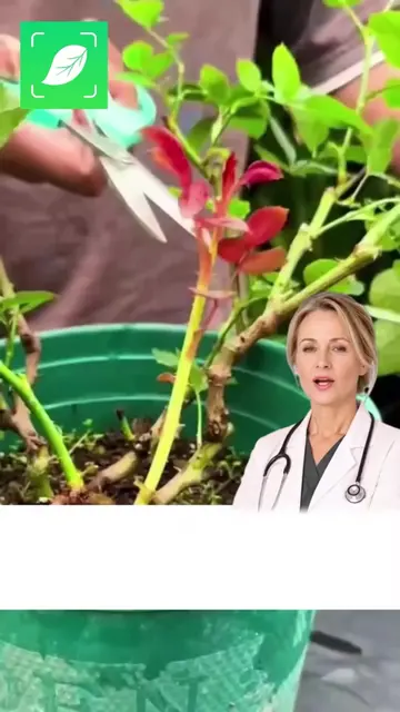 🏡 Identify the plants growing around your home