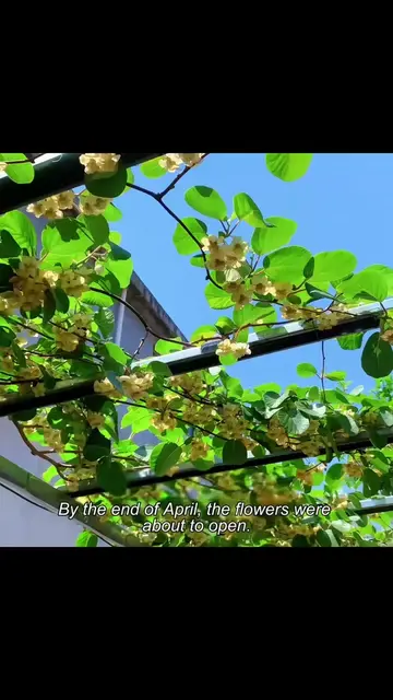 #PlantTok #plants #garden #fyp #gardentok 
