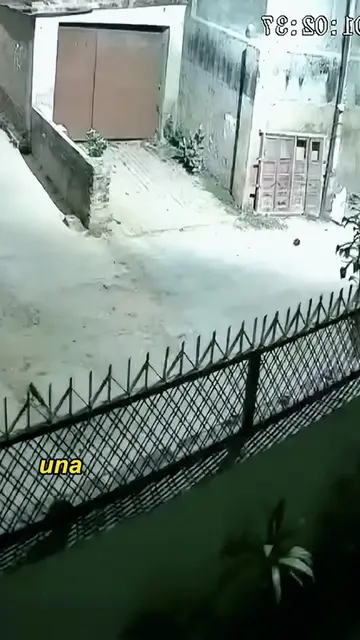 The horse, chased by a pack of dogs, crashed into a wall.#animals #Foryou #Frien
