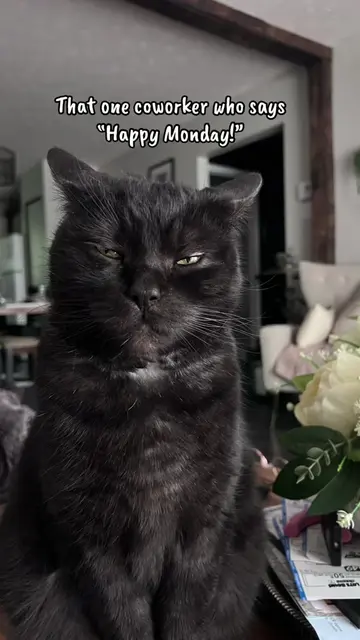 Customer service face. No thoughts. Just silent disappointment. 😂 #catsoftiktok