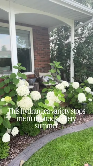 🤍 Garden Spotlight: Incrediball Hydrangea Every summer I look forward to seeing