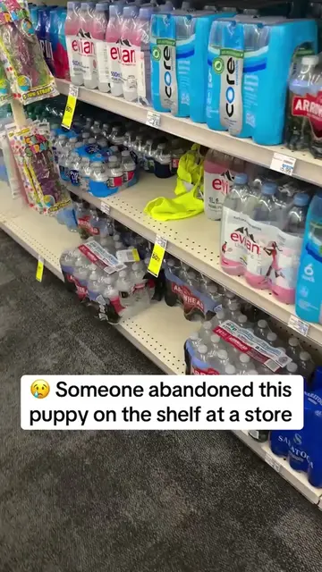 How could someone abandon a puppy in a store!? 😭 He could have FELL!!! 😨 @jcma
