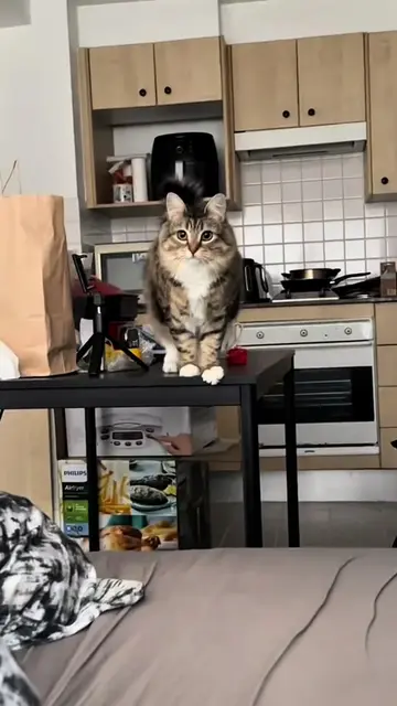 Having two cats means every day looks a little different. Luna and Mickey have c