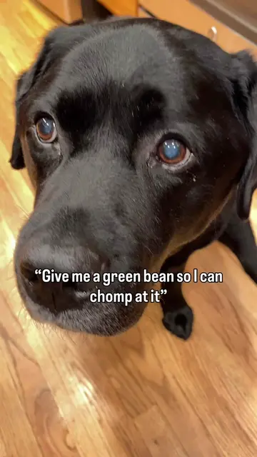Kasey the CHOMPILATION KING  #dog 