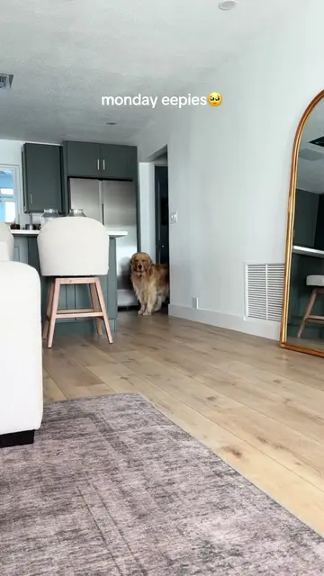 monday eepies are the eepiest 🥹 #reefthegolden #goldenretriever 