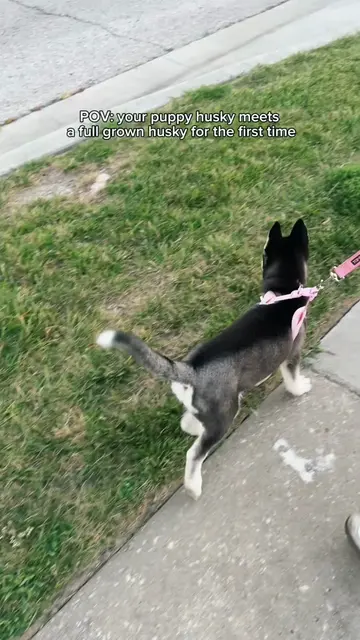 Now she wants to meet every dog in sight 🐺🐶 #puppy #husky #dogsoftiktok #kiaan