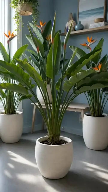 Bird of Paradise Homemade Fertilizer 🌿 A simple, gentle feeding for those giant