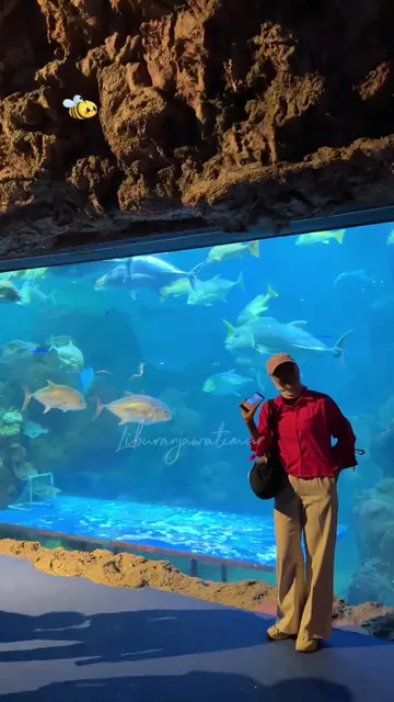 spesial promo agustus tiket masuk sea world lagi promo gede guys spesial kalau k