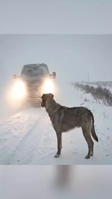 Two Dogs Sibling Rescued by the Kindhearted Man🩷 #dogrescue #doglover #dogsoftt