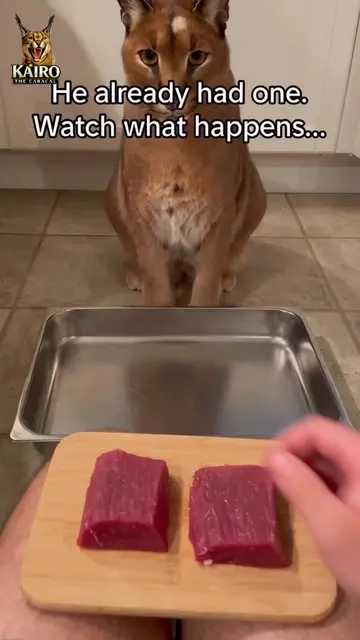 He Had His Own Piece. Watch What He Did About Mine 🥩😼 🥩 Bought two pieces. Ga