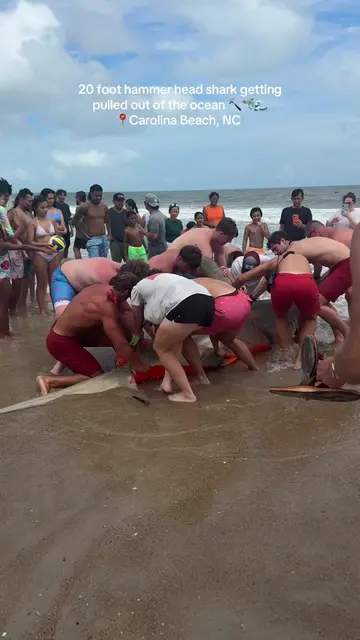 🤯🤯🤯 #shark #hammerhead #northcarolina #carolinabeach #fyp 