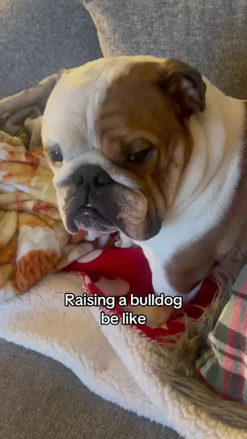 Oppsie #dogsoftiktok #dogtok #puppytiktok #funnyvideo #funnydog 