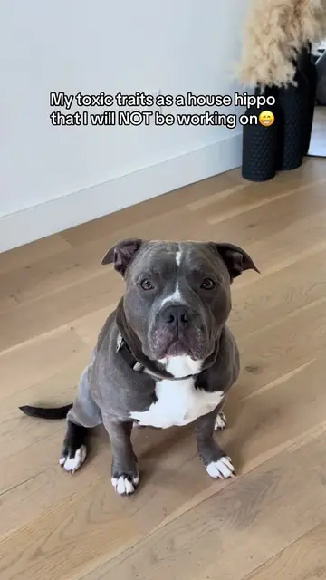 A self aware king🙂‍↔️ #dogtok #funnydogsoftiktok #funnydogvideos #pitbulls #hou