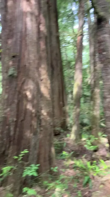 In a temperate old growth forest, the forest floor is often very undulating with