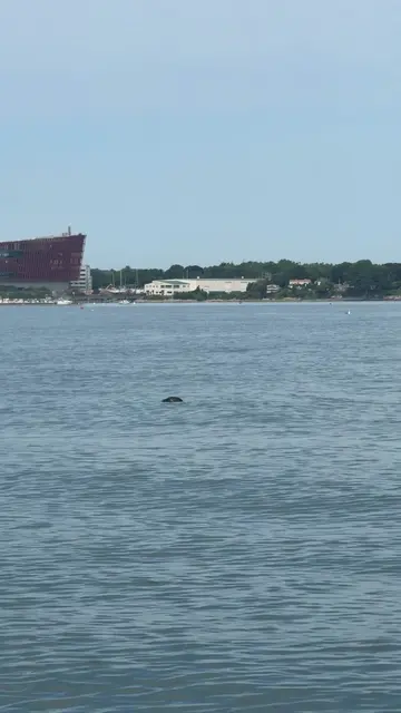 Let’s go on Explorer Seal Watch in Portland, Maine 🦭 thank you @Charcuts and Ca