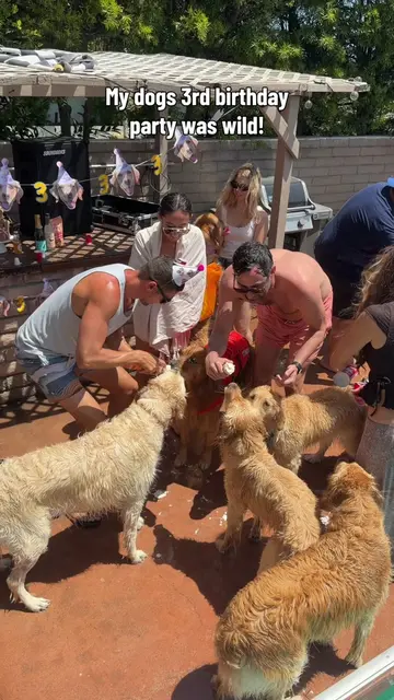 Best day ever #funnydog #viral #dogbirthday #fyp #goldenretriever  @La_pawnaderi