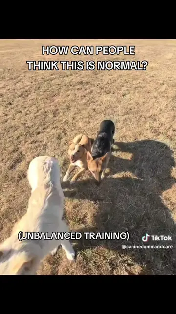 How can people think this is normal? #ccc #DogTraining #dogs #doglife #fypage 