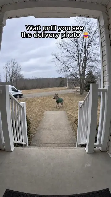 Wait until you see the delivery photo: the courier gets the best helper of the d