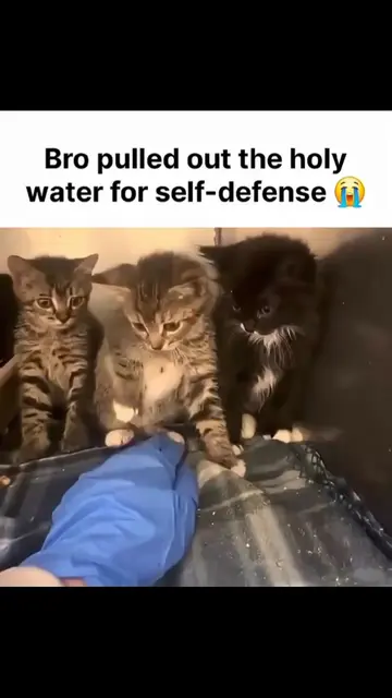 #FunnyCats #CatTok #CatsOfTikTok #CatSoftTikTok #CatLover #Cats #Kitten #FunnyAn