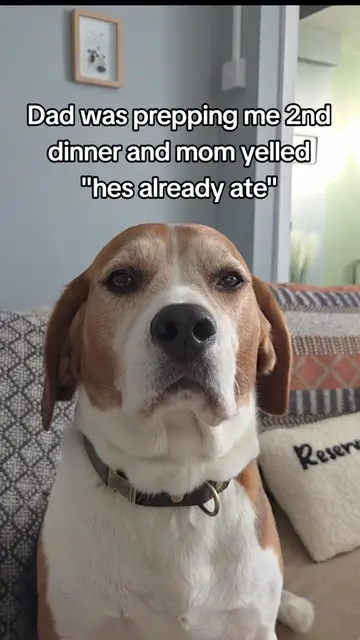 intrusive thoughts 😂 #dog #dogsoftiktok #beagle #beaglesoftiktok #funny 