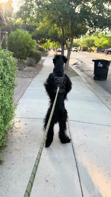 When Fiona Walks she always tries to give me the run around #dogsoftiktok #dogs 