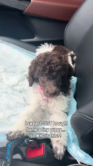 How did my tiny little puppy turn into THIS in just 5 months?! 😭😂 Ava official