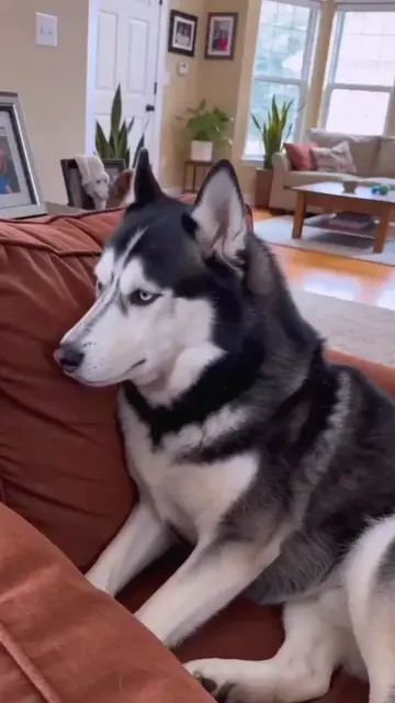 #funnydog #fyp #funnybaby #dogsoftiktok #funnyvideos 