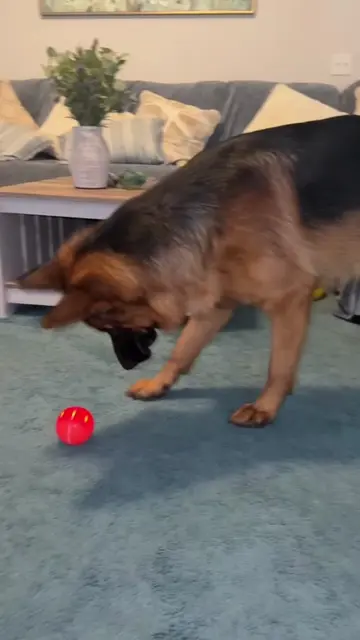 Best little purchase for keeping my boy entertained! 🐾🧡 This interactive movin