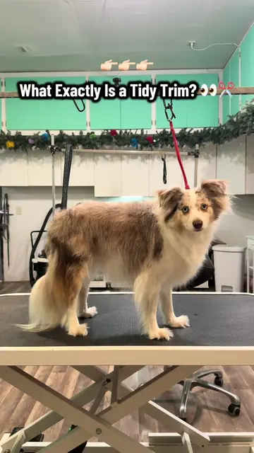A Tidy Trim is a quick clean-up ✂️🐶 just trimming the areas that need a little 
