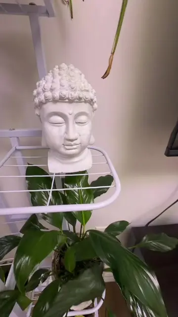 One month in 20 seconds 🥹 don’t miss the final result 🌱#mybaby #PlantLover #ne