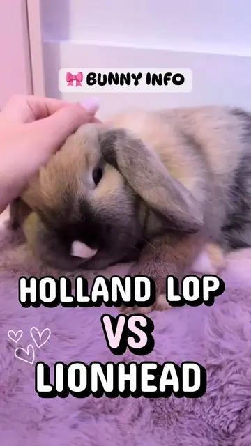 So if you’re choosing between a Holland Lop and a Lionhead, don’t choose based O