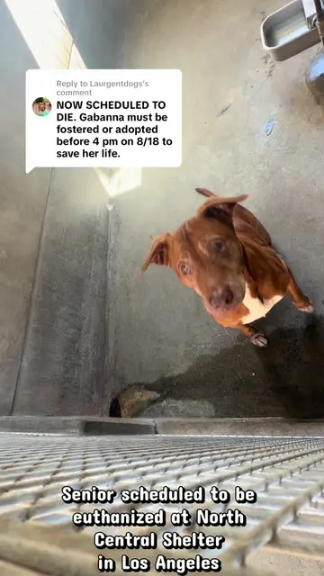 Replying to @Laurgentdogs Gabbana #A2275690 is a 10 year old senior NOW SCHEDULE