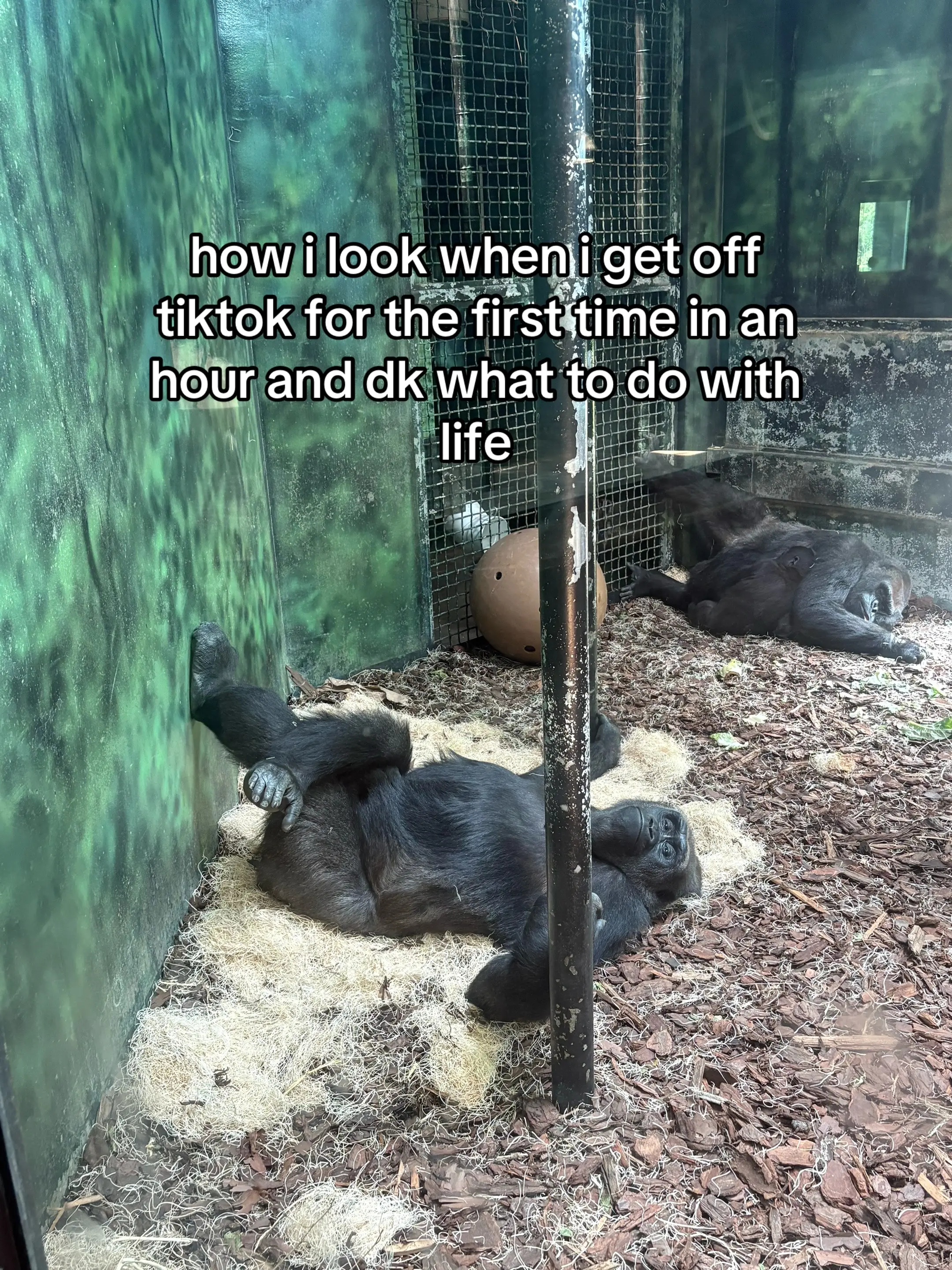 he moody fr #gorilla 