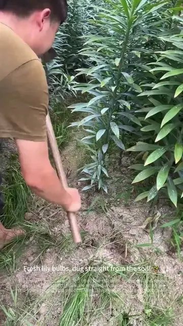 Fresh Lily Bulbs, Dug Up with Fine Roots and Shoots 🌱🧅