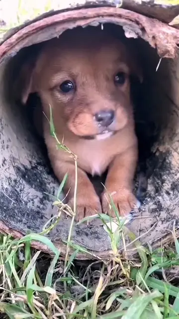Hearing a cry, I found a adorable abandoned puppy. #rescue #rescueanimals #puppy