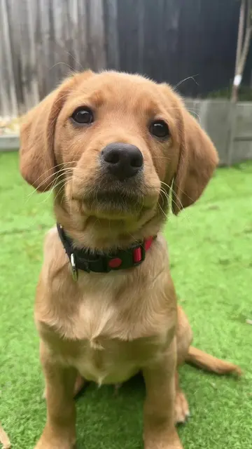 Hi to my fellow Fur Friends 🐶🐾 #PetsOfTikTok #cutepuppy #dogsoftiktok  #creato