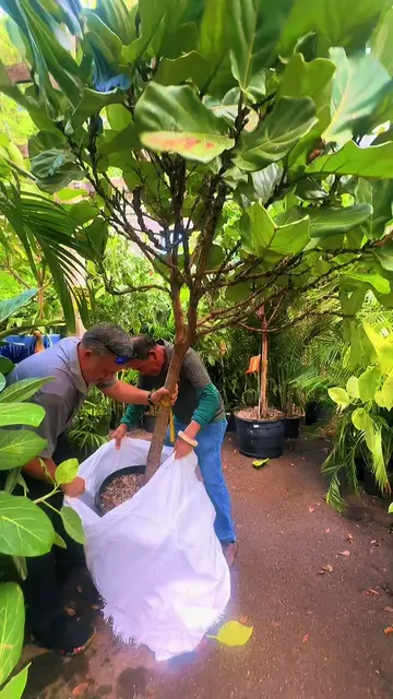 Giant ficus lyrata fiddle leaf fig tree #giantfiddleleaffig #ficuslyrataplant #i