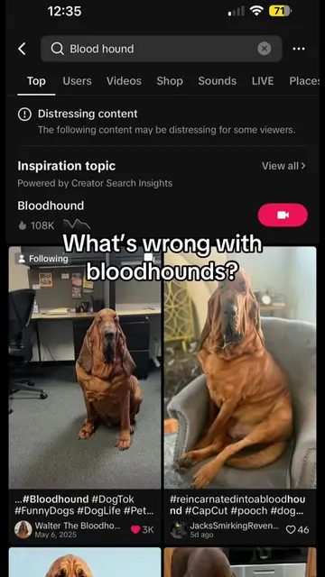 What did bloodhounds do to you? #bloodhound #walterthebloodhound #distressingcon